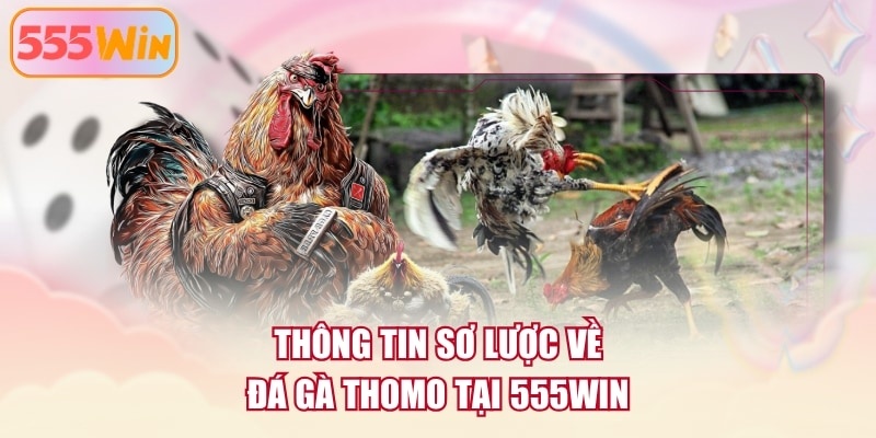 Thông tin sơ lược về đá gà Thomo tại 555WIN